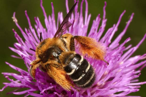 Bees improving garden health