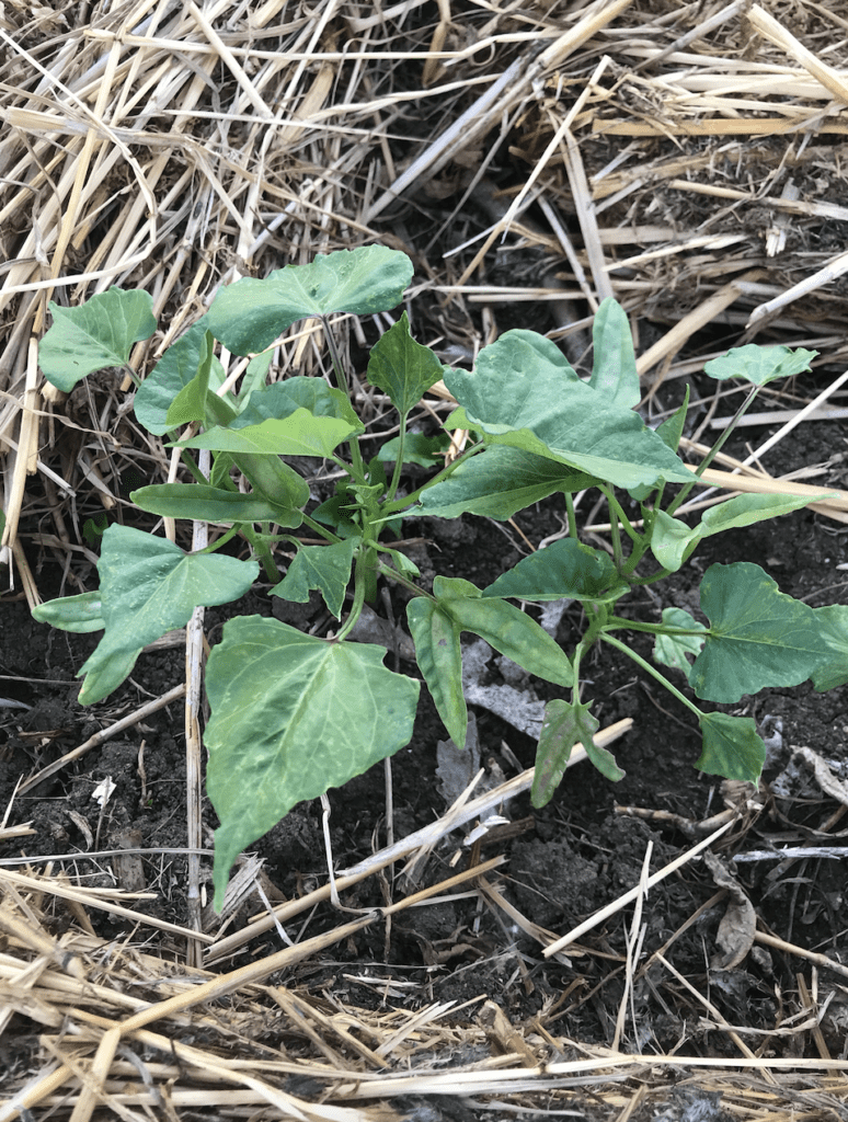 plant in garden surrounded by straw mulch