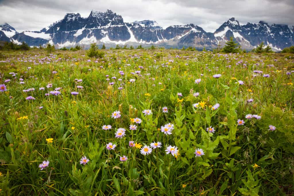 wildflowers near the Rocky Mountains