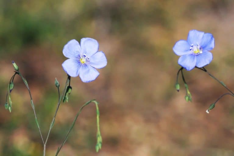 Image showing blue flax flowers in a drainage swale