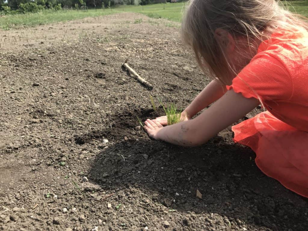 Small child helping plant native grass plugs