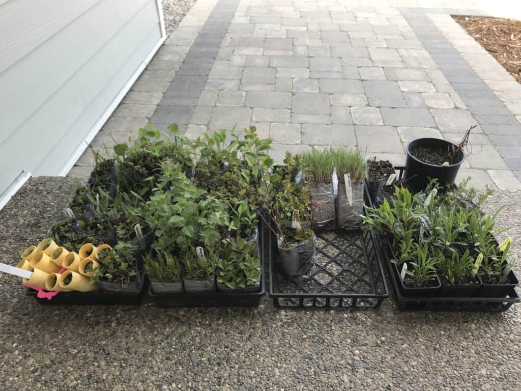 Several trays of tiny native plant and grass plugs