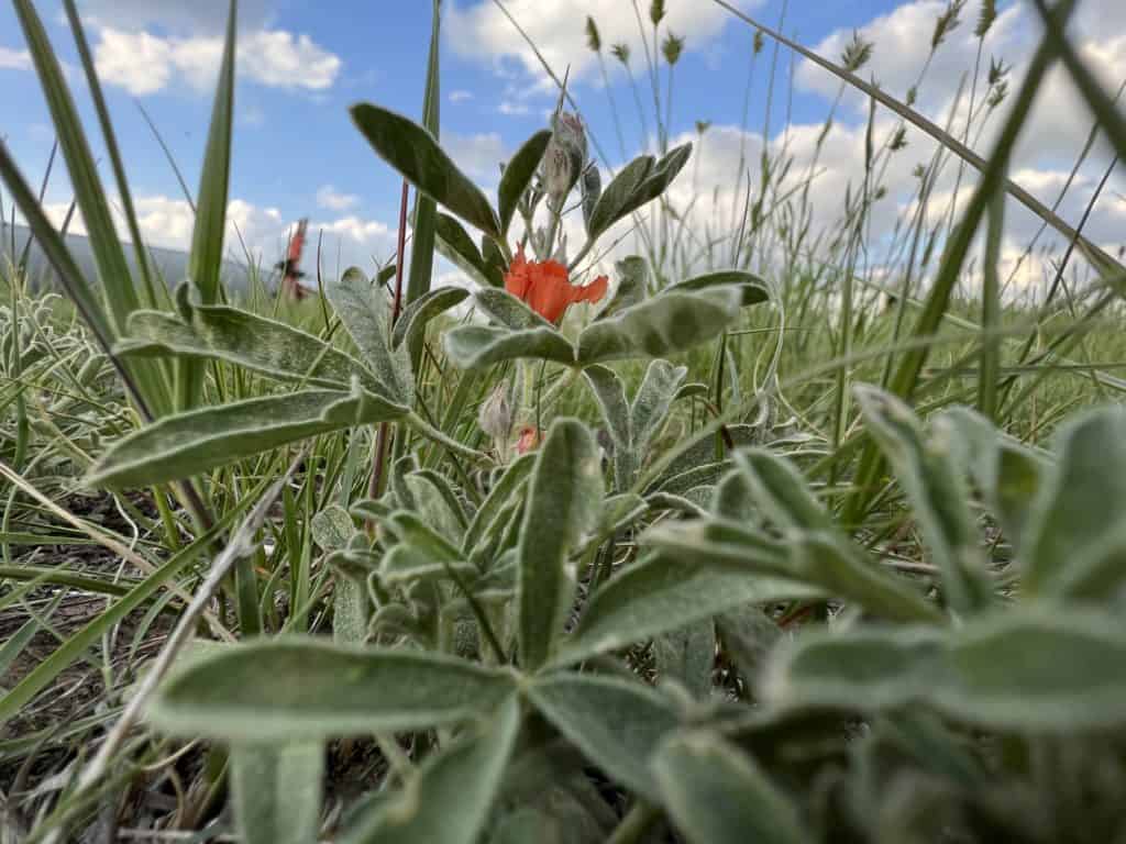 Scarlet mallow blooming in coulees