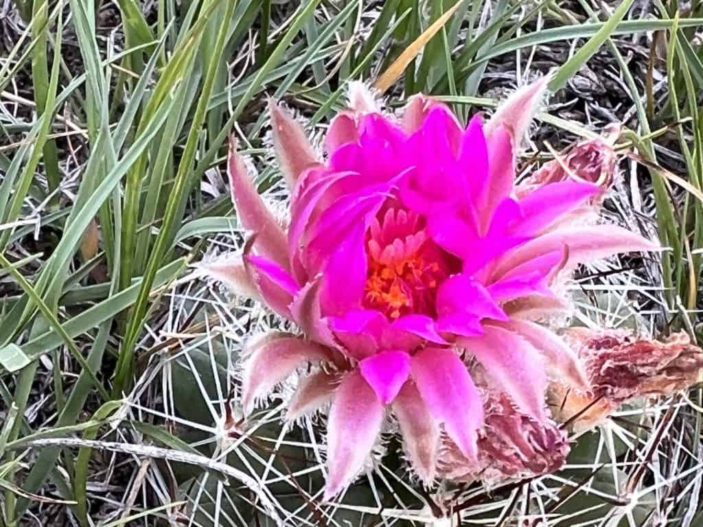 Pincushion cactus bloom