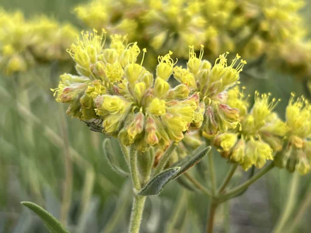 Yellow buckwheat blooming in coulees