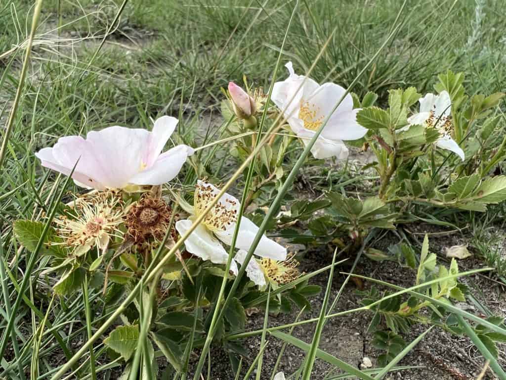 Prairie Rose blooming in coulees