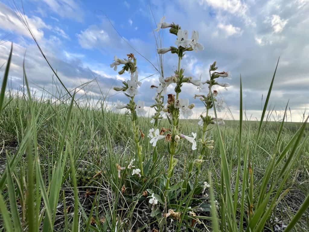 White beardtongue blooming in coulees