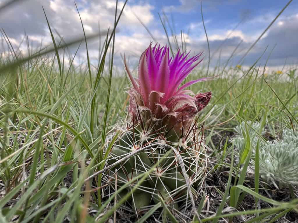 Pincushion Cactus blooming in the coulees