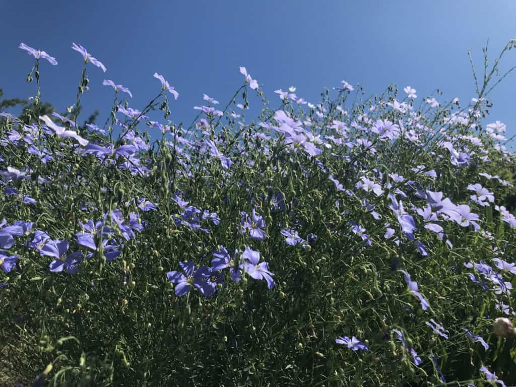 blue flax against blue sky backdrop