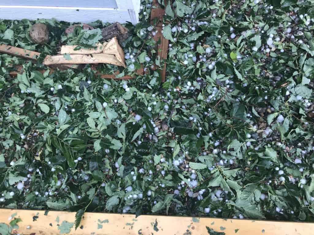photo of ground covered in leaves and hail following storm