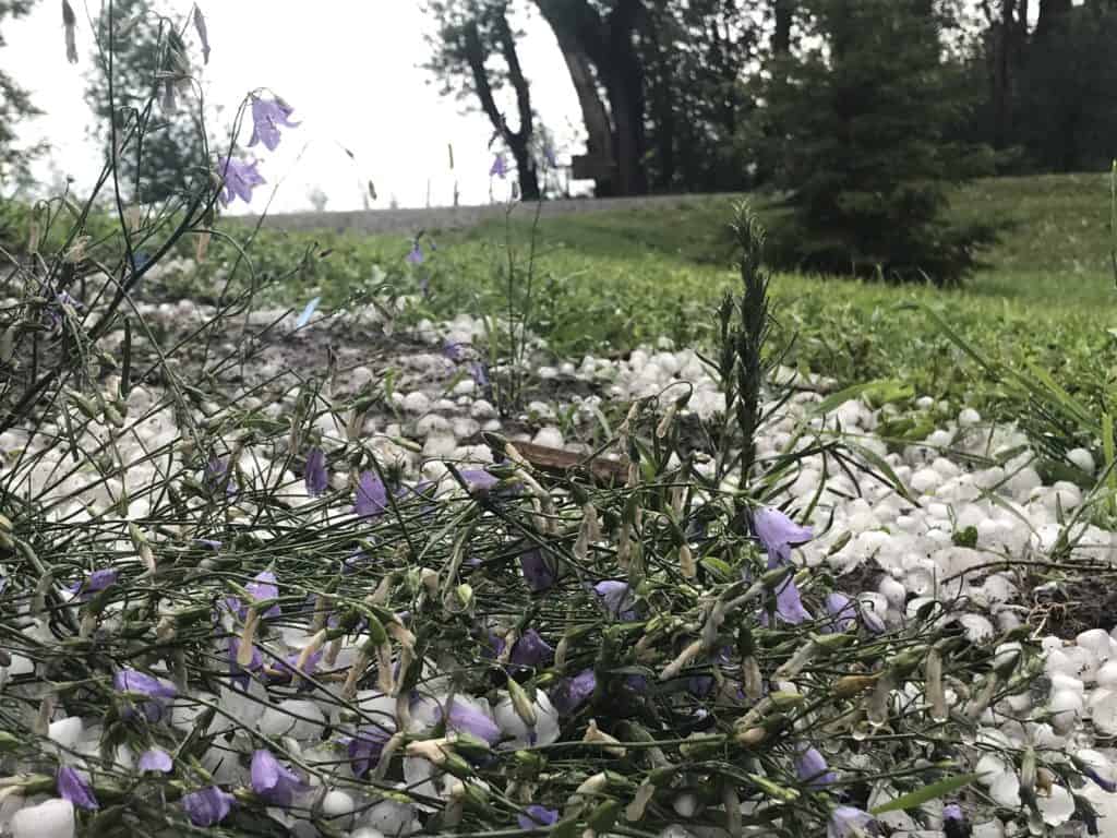 harebells flattened from storm