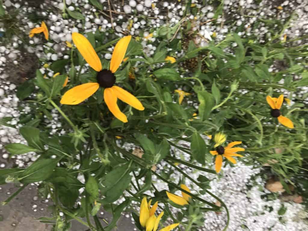 blackeyed susans in bloom, with many missing petals from hailstorm