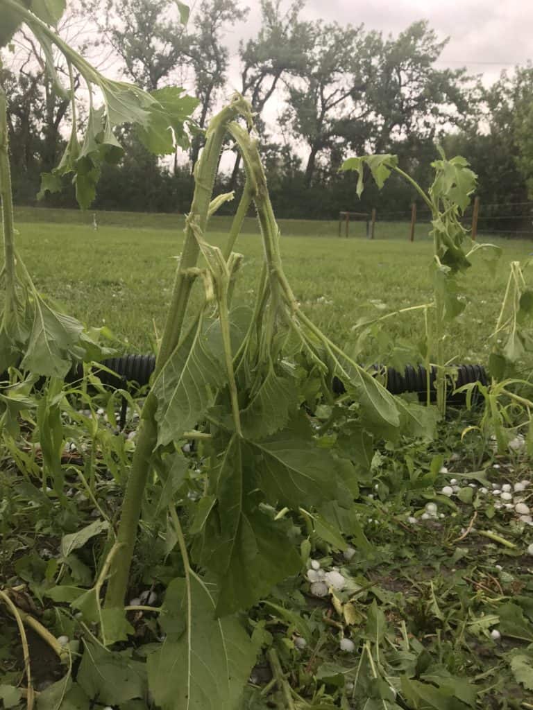 broken sunflower stalks due to hailstorm