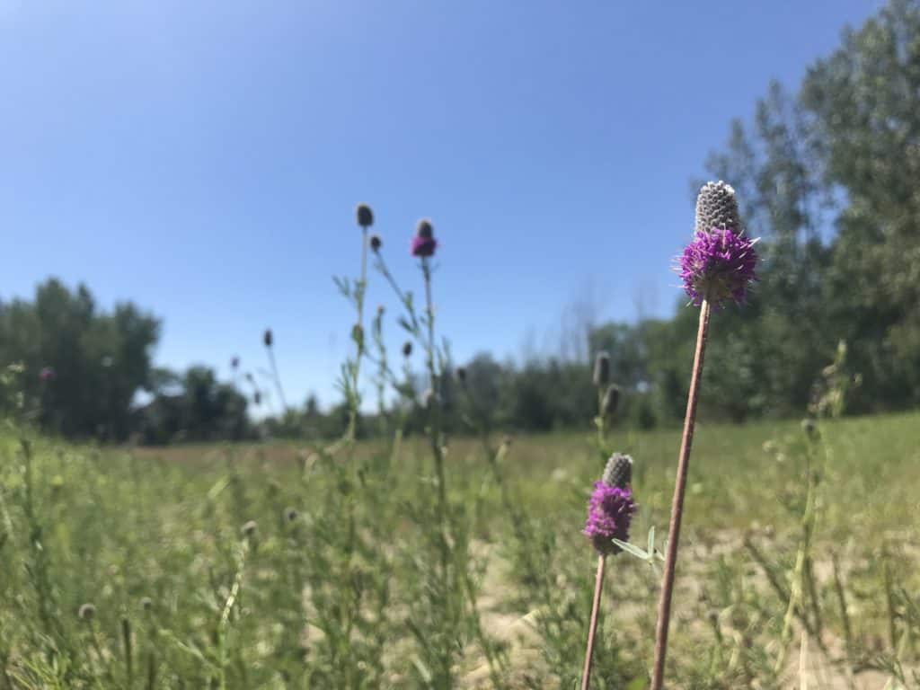 blooming purple prairie clover with blue sky