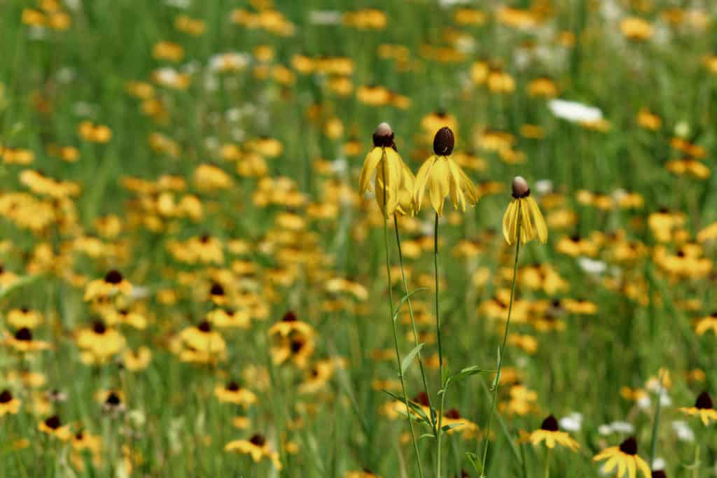Yellow coneflower meadow, southern Alberta native flower garden