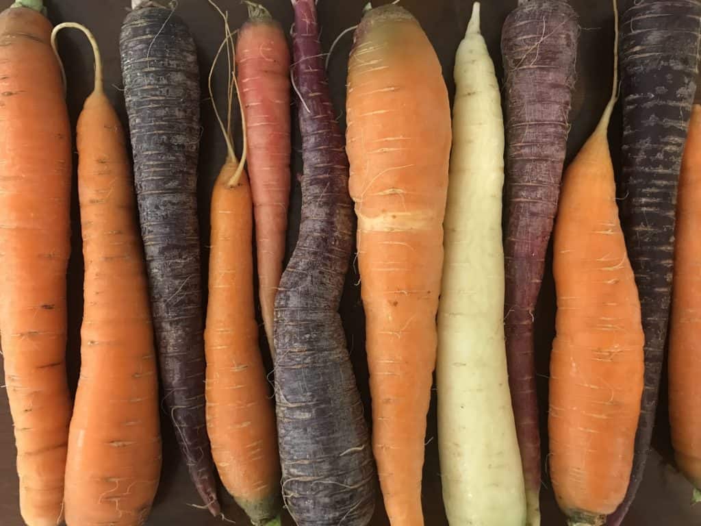 row of colorful carrots