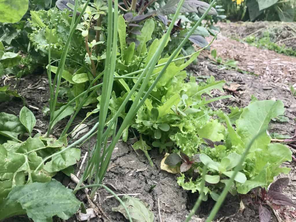 salad greens and green onions growing in garden