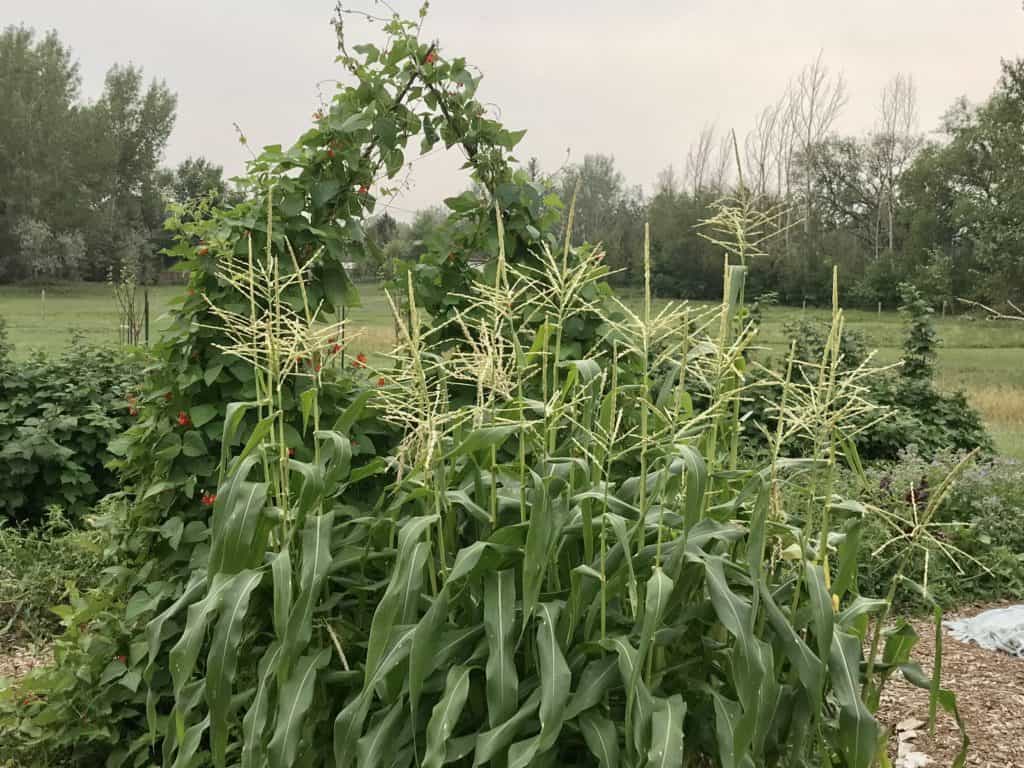 corn growing in garden