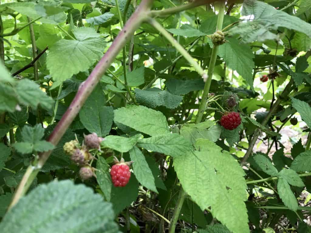 several ripe raspberries hanging on a raspberry bush
