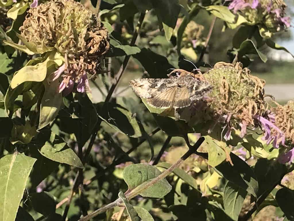 moth pollinating monarda fistulosa or bee balm in southern alberta native wildflower garden