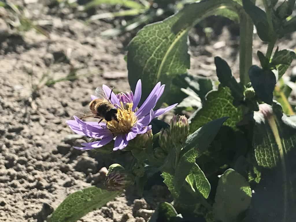 hover fly pollinating a native aster flower in southern Alberta native wildflower garden