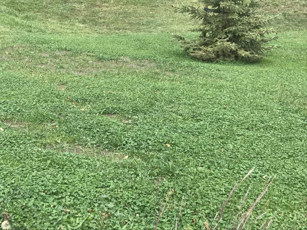 Microclover mix lawn in southern Alberta with some patches that didn't grow