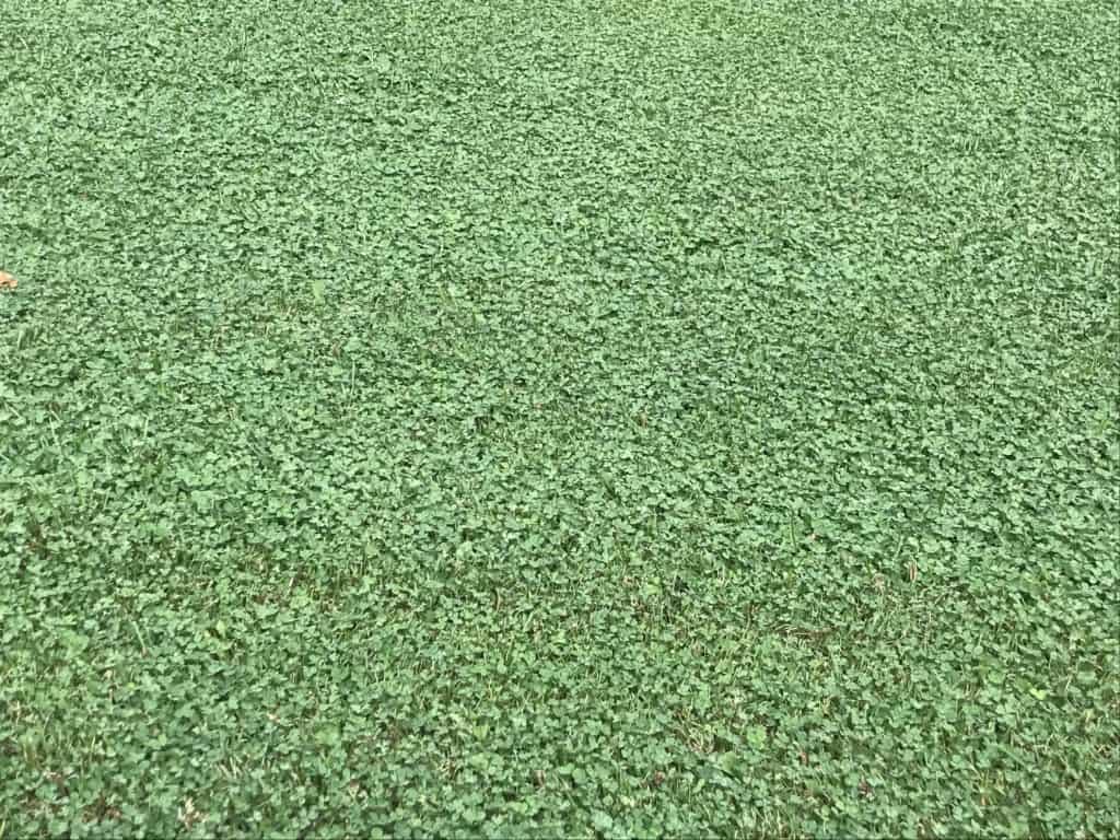 Photo of bright green microclover mix lawn in southern Alberta
