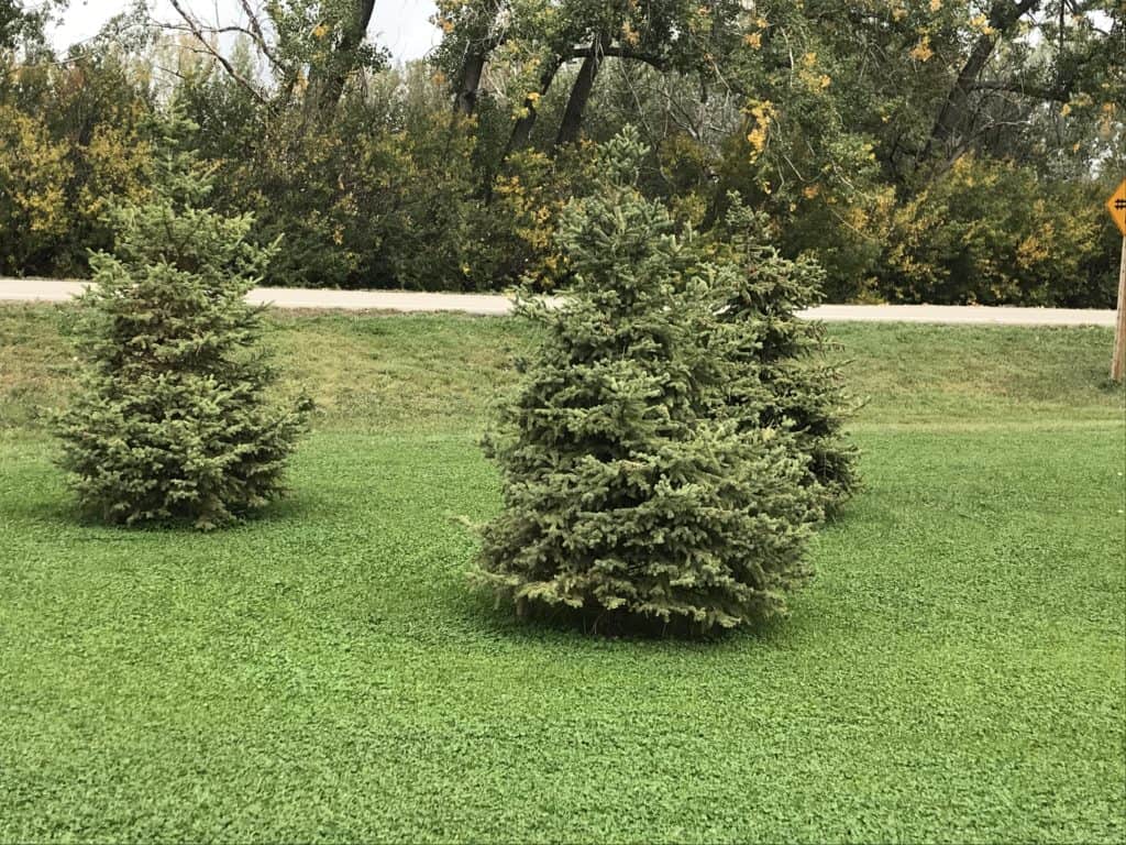 Photo of three white spruce trees in a microclover mix lawn in Southern Alberta, with the less green ditch of regular grass in background.