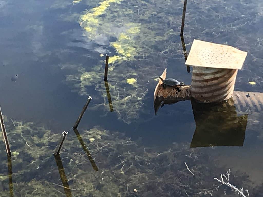 turtle basking in the sun on a metal pipe in the Elizabeth Hall Wetlands in Lethbridge, Alberta