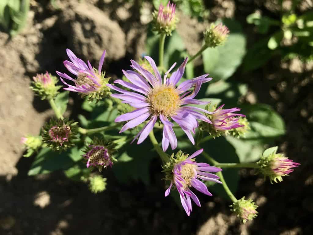Smooth aster blooming in native flower garden in the Southern Alberta prairies.