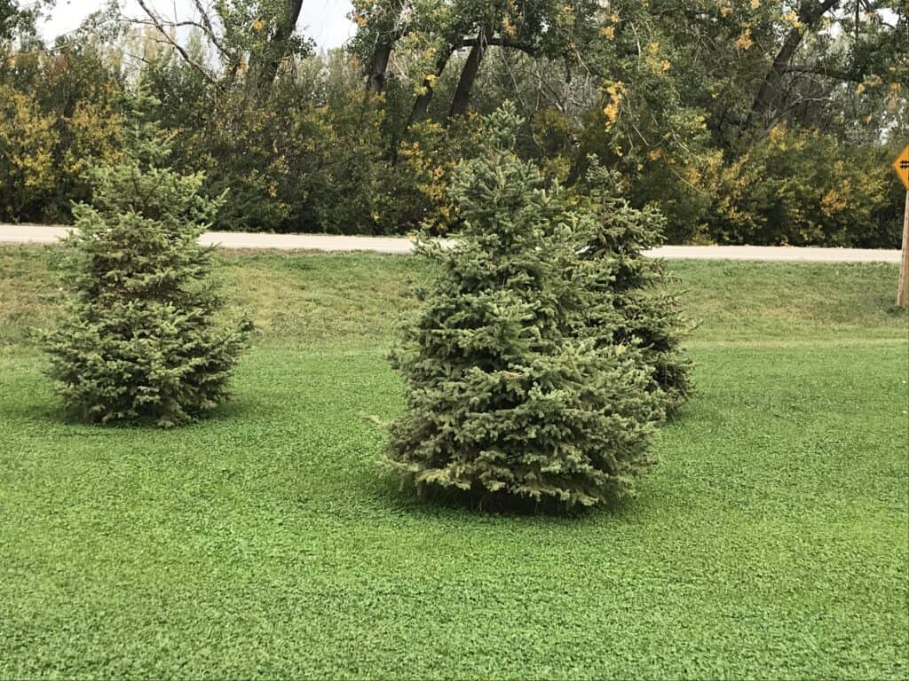 Three white spruce trees in a microclover lawn in Southern Alberta prairie acreage.
