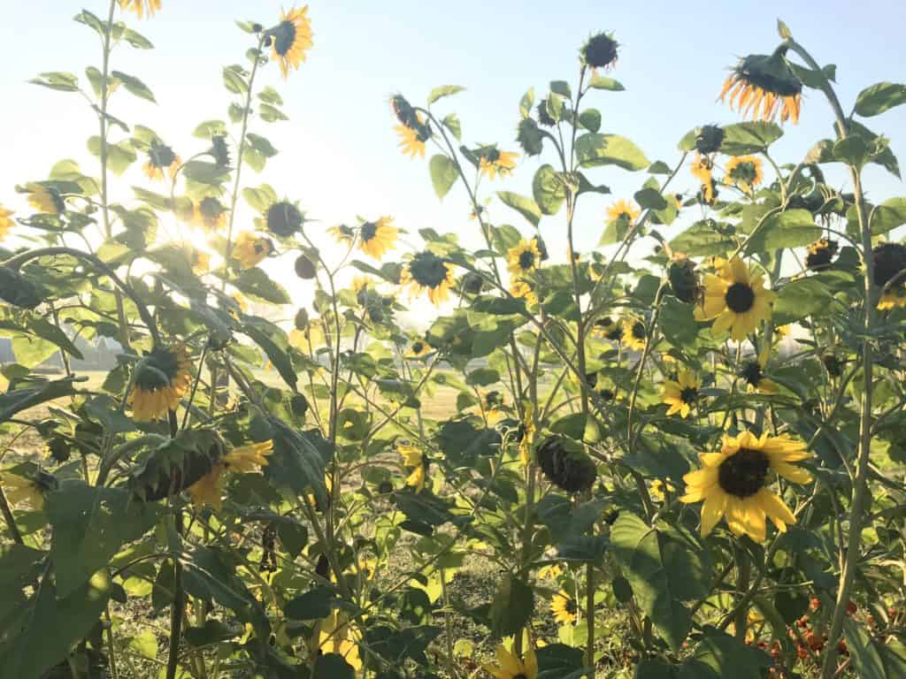 Very tall sunflowers blooming in fall in Southern Alberta vegetable garden.