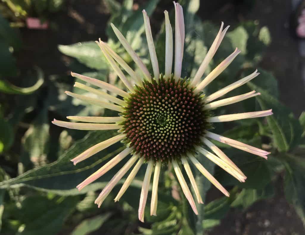 Young echinacea plant just beginning to bloom in native flower garden in Southern Alberta prairies.