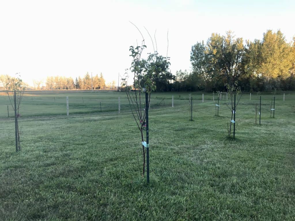 Photo of young fruit orchard in Southern Alberta