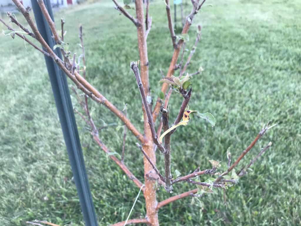 Closeup of fruit tree with damage from deer in Southern Alberta