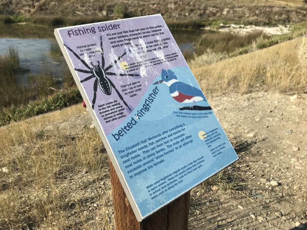 Information sign about fishing spiders and belted kingfisher at the Elizabeth Hall Wetlands in Lethbridge, Alberta