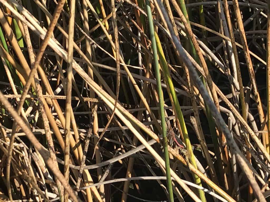 Mating dragonflies in reeds at Elizabeth Hall Wetlands, Lethbridge, Alberta