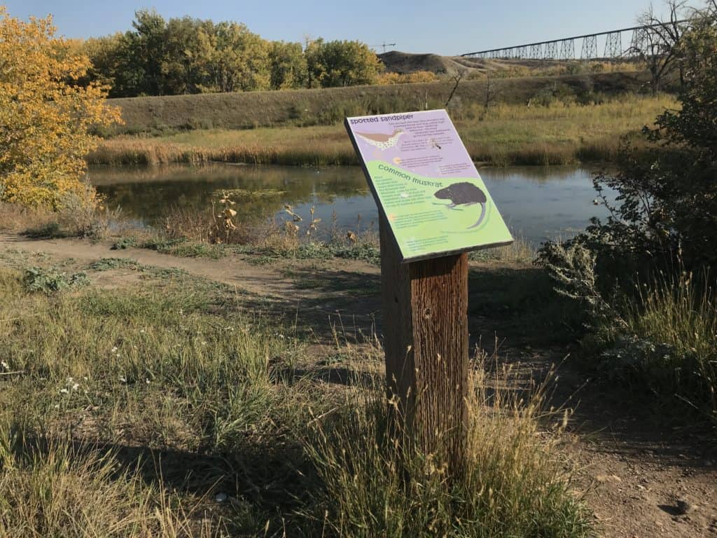 Information sign about muskrats and spotted sandpipers at the Elizabeth Hall Wetlands in Lethbridge, Alberta