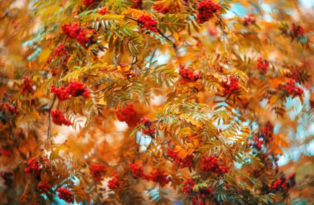Close up of fall color and berries on Showy Mountain Ash tree native to Alberta.
