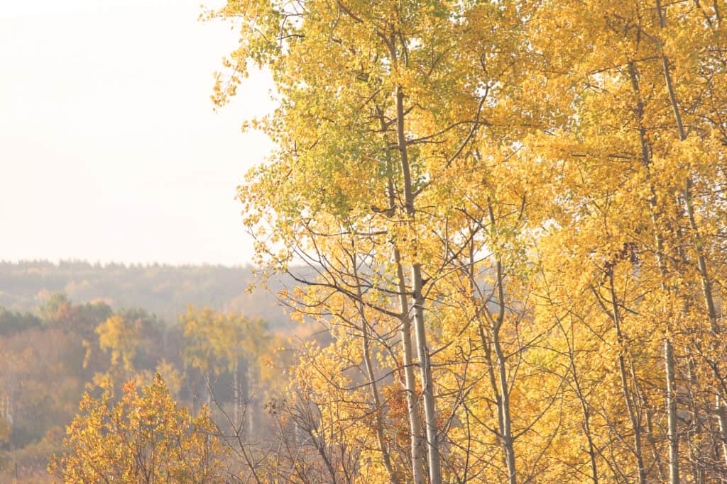Trembling aspen trees with yellow fall color in Alberta, Canada.