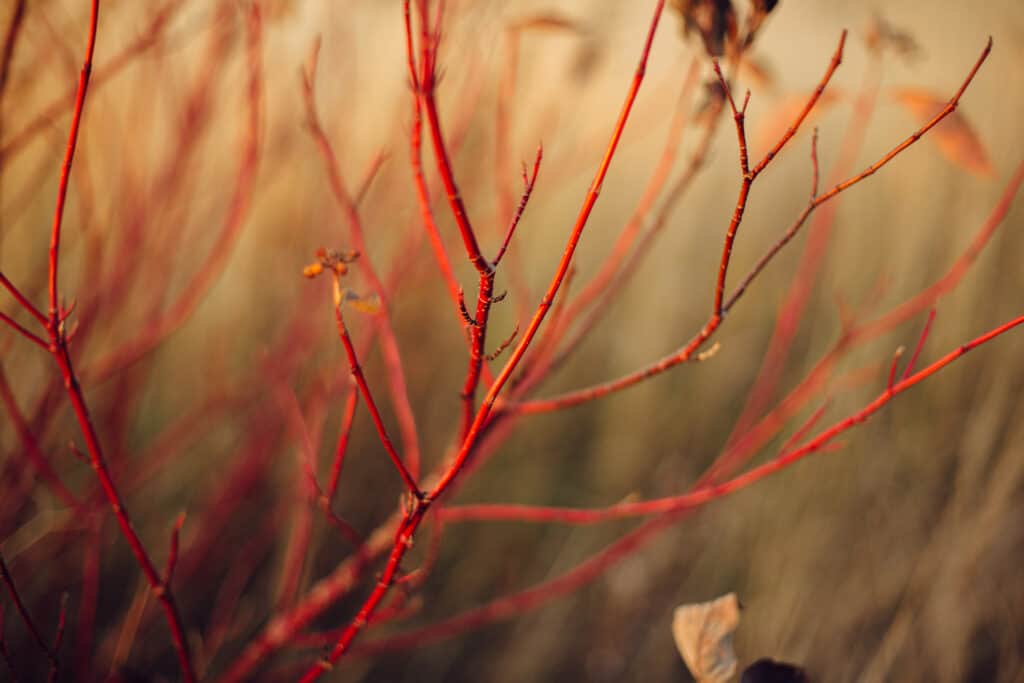 Photo of red twig dogwood once leaves have fallen off in Southern Alberta.