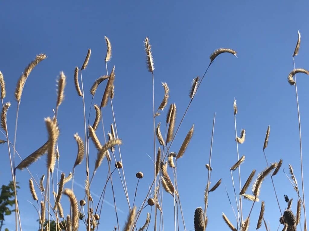 Blue grama grass seed heads ready for harvest against blue sky background in Southern Alberta native wildflower garden.
