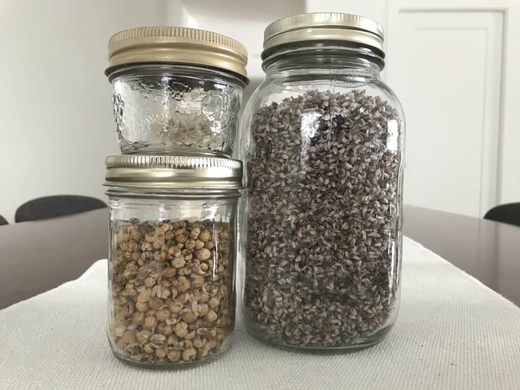 Jars with wildflower seeds collected from southern Alberta wildflower garden.
