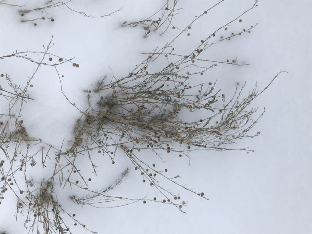 Blue flax stems and seedheads in the snow in a southern Alberta native wildflower garden.