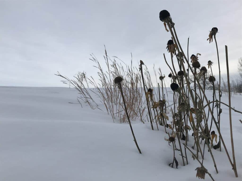Blackeyed Susan seed heads with a backdrop of little Bluestem and snow in a southern Alberta native wildflower garden.