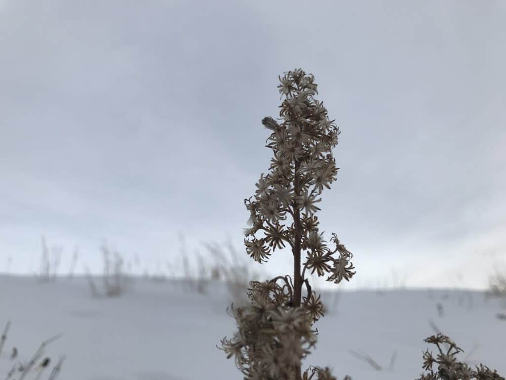 Goldenrod seedhead in the snow in a southern Alberta native wildflower garden.
