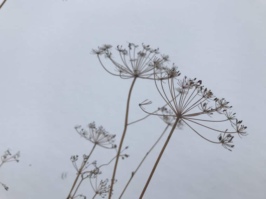 Dill seedheads in the snowy winter in a Southern Alberta garden.