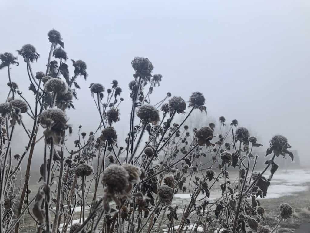 Bee balm covered in hoarfrost in winter in southern Alberta wildflower garden