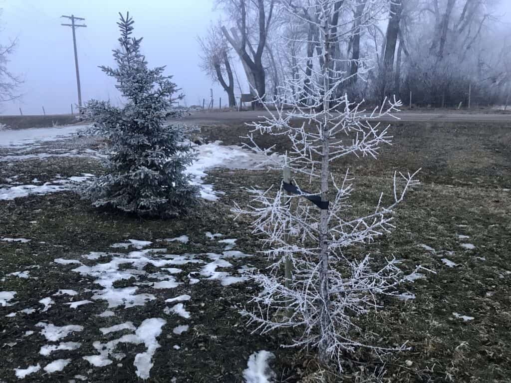 Tamarack or native larch covered in hoarfrost in Southern Alberta