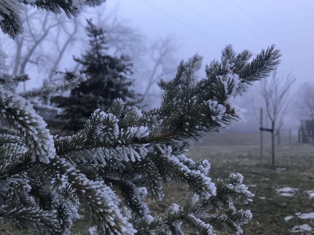 White spruce branches with needles covered in hoarfrost in Southern Alberta